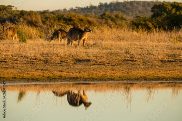 Fototapeta Kangaroo in open field during a golden sunset with reflection