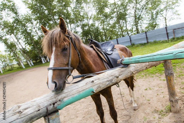 Obraz just horse again