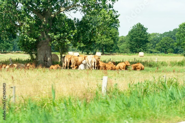 Fototapeta Cows lying under a tree on a farm in Germany