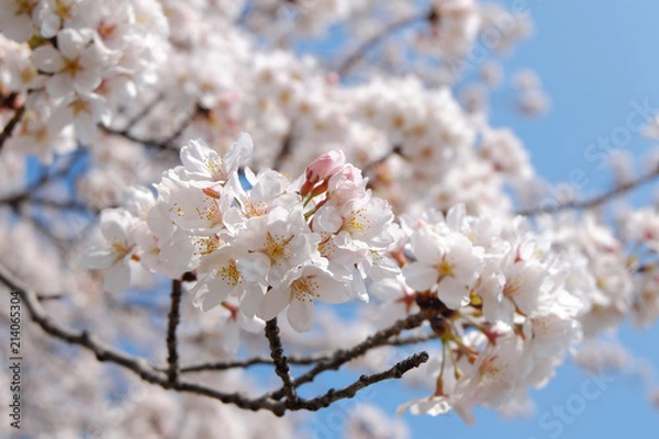 Obraz 桜 - ソメイヨシノ