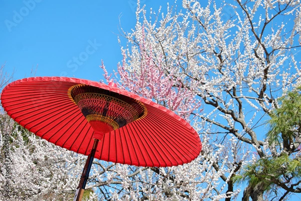 Obraz 梅と傘と青空、日本風