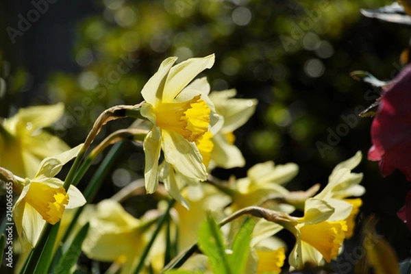 Obraz 黄色い水仙
