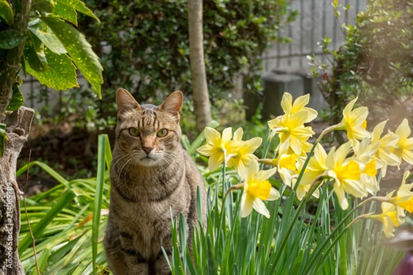 Obraz 黄色い水仙