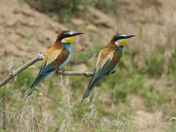 Obraz European bee-eater, Merops apiaster