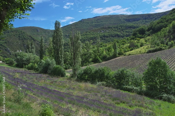 Obraz Arcadia