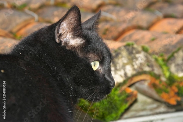 Obraz Black cat