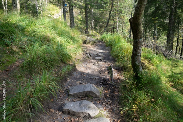 Fototapeta Bergen forest