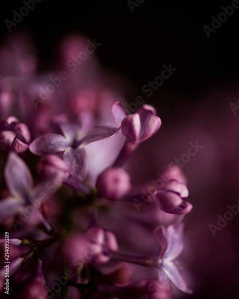 Obraz Lilac blooms