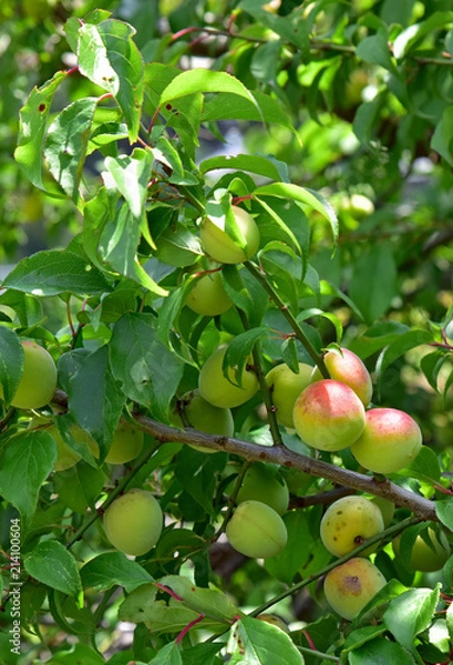Obraz 南高梅 / Japanese plum