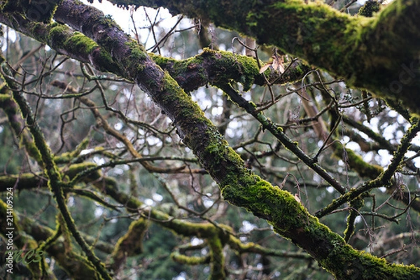 Fototapeta abstracto ramas