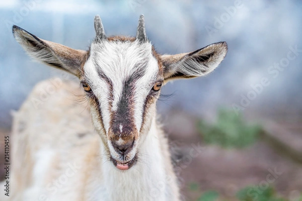 Fototapeta Portrait of a small goat in the farms on a blurred background  close-up_
