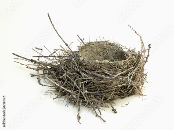 Obraz bird nest