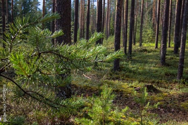 Fototapeta branches of a young pine tree on the background of the forest