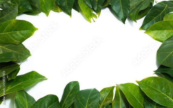 Fototapeta Copy space Leaves White background  Archidendron jiringa (Jack) I.C. Nielsen.