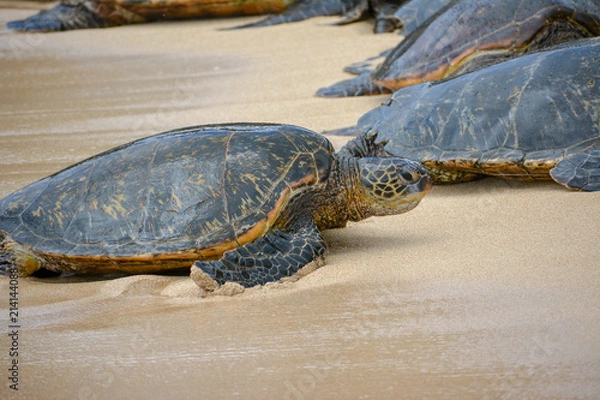 Fototapeta Turtle climbing up the beach to a resting group of sea turtles in Maui Hawaii