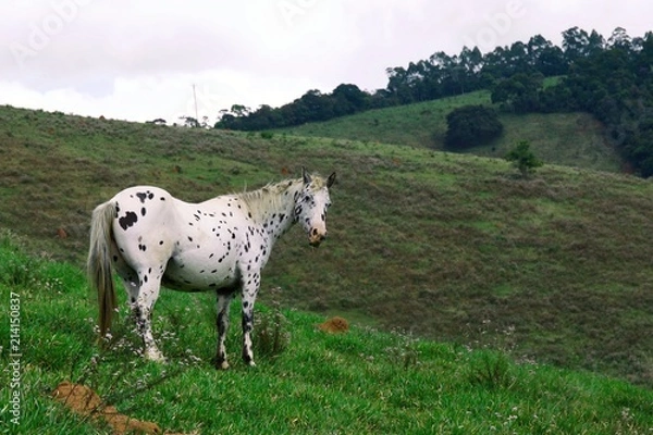Obraz spotted horse in a field 