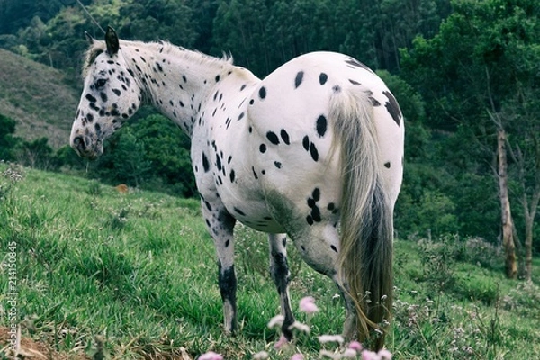 Obraz spotted horse in a field 