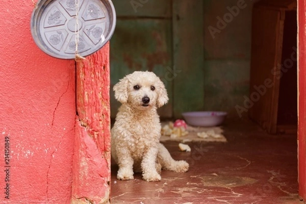 Obraz White Poodle dog 