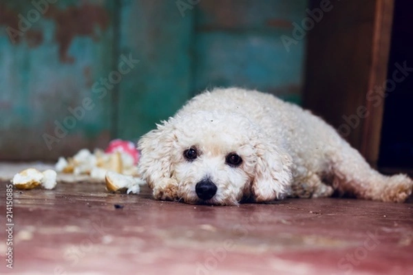 Obraz White Poodle dog 