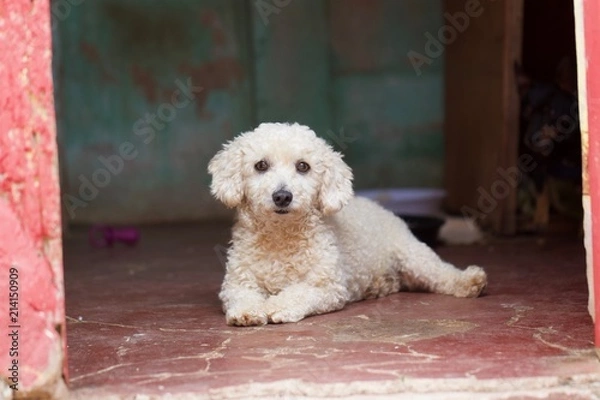 Obraz Biały pies pudel