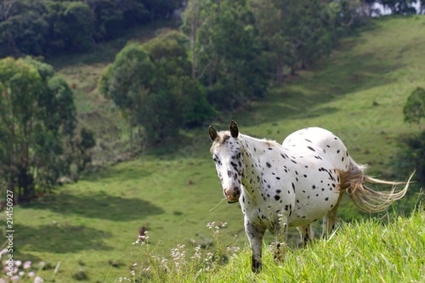 Obraz spotted horse in a field 