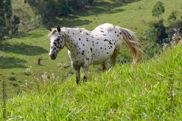 Obraz spotted horse in a field 