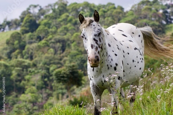 Obraz spotted horse in a field 