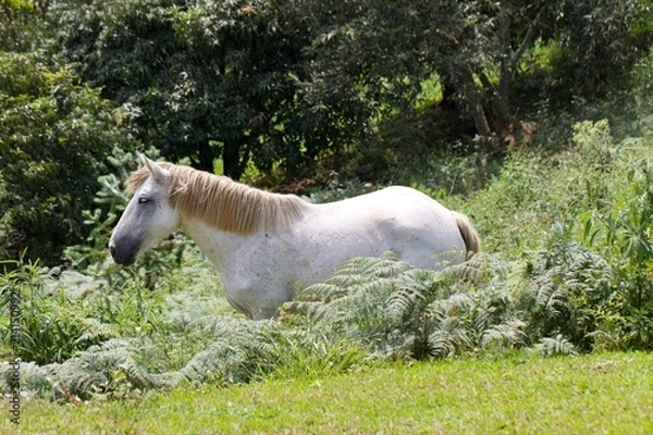 Obraz White horse in a field 