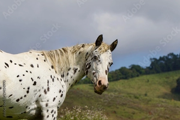 Obraz spotted horse in a field 