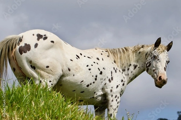 Obraz spotted horse in a field 