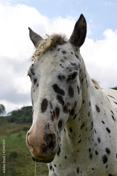 Obraz spotted horse in a field 