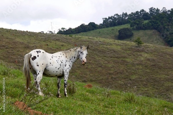 Obraz spotted horse in a field 