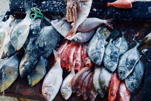 Obraz Fresh caught fish 