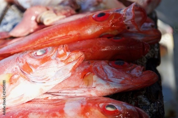 Obraz Fresh caught fish 