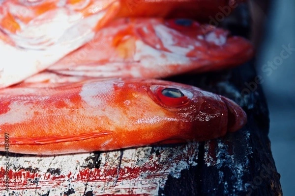 Obraz Fresh caught fish 