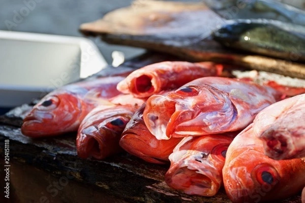 Obraz Fresh caught fish 