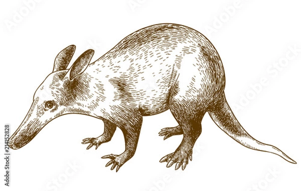 Fototapeta engraving drawing illustration of aardvark