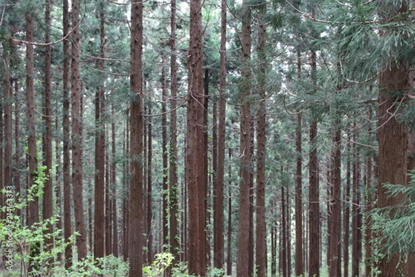 Obraz 森, 木, 自然, 木, 松, 木, 風景, 木, 秋, 緑, カバノキ, トランクス, ウッドランド, サマータイム, 包囲, 落ちる, 草, 太陽, 公園, アウトドア, 季節, 木の葉, ブランチ, ほえ声, 光