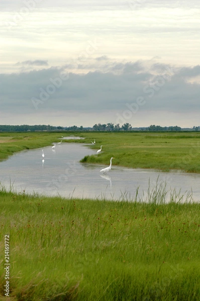 Obraz Missouri Wetlands