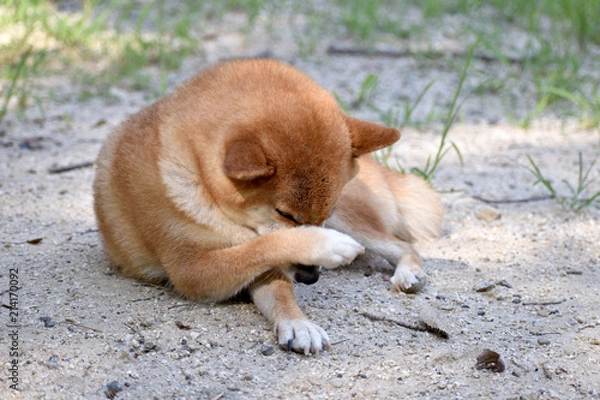 Obraz 柴犬・掻く