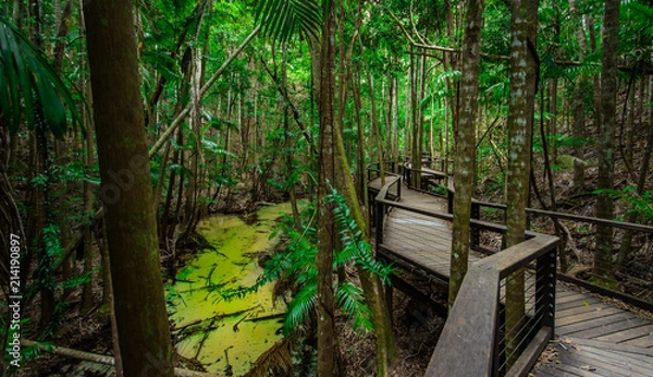 Obraz Australia Fraser island Jungle