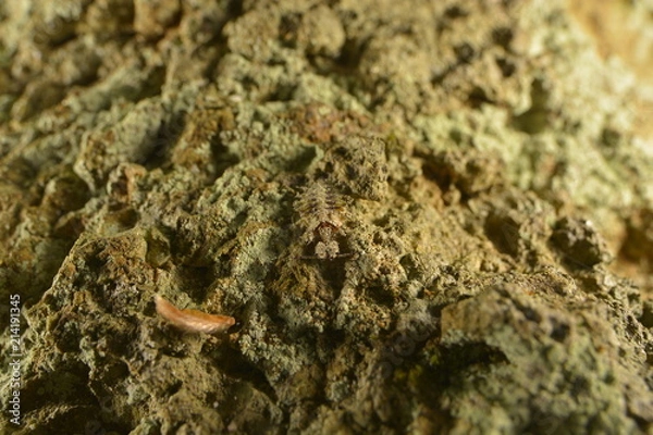 Obraz 擬態するコマダラウスバカゲロウ