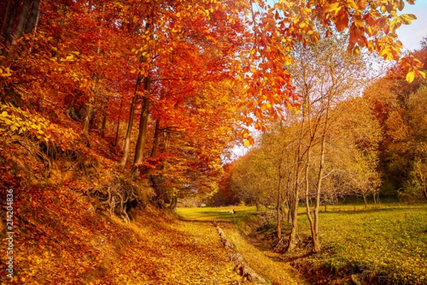 Obraz Walk along the autumn forest