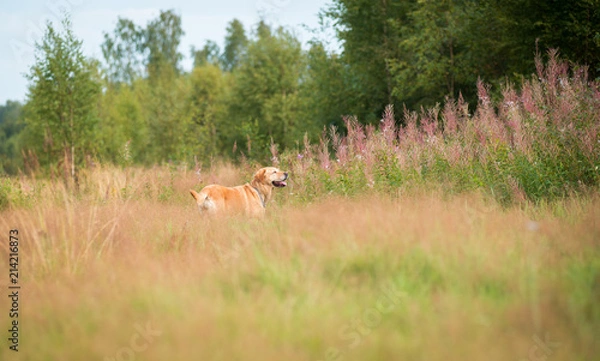 Fototapeta Fields, flowers, tall grass, Labrador dog standing in the grass and looking into the distance