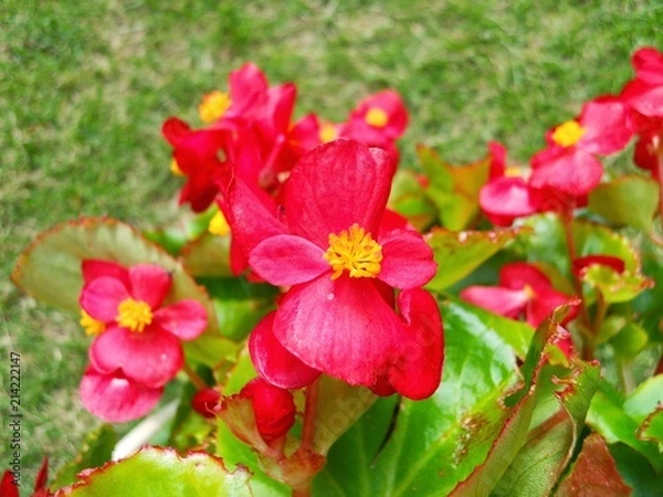 Fototapeta ベゴニア