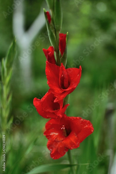 Obraz close-up of red gladiolus flowers in transparent rain drops on green blurred background