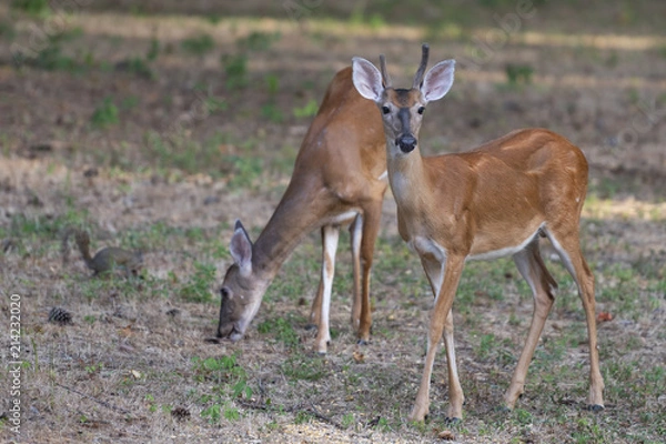 Obraz young deer eating