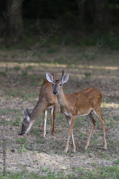Obraz whitetail deer eating corn