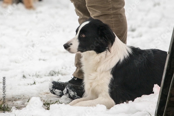 Fototapeta portrait of Border Collie dog on a walk in belgium