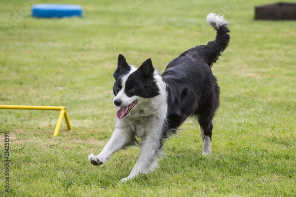 Fototapeta portrait of Border Collie dog on a walk in belgium